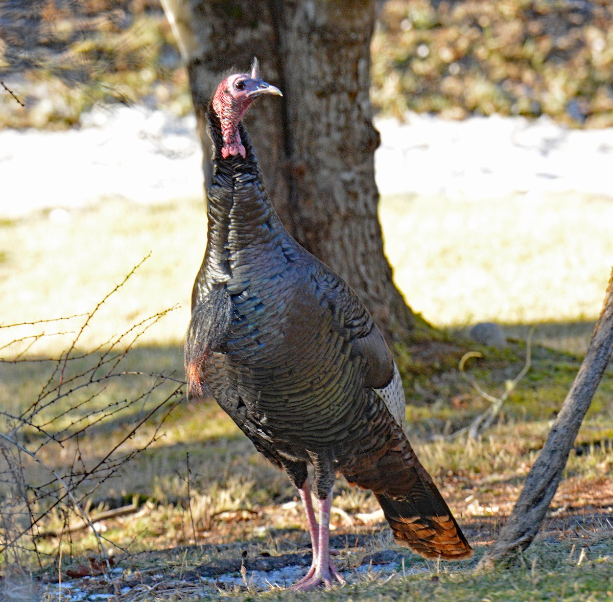 הודן בר - ML646804971