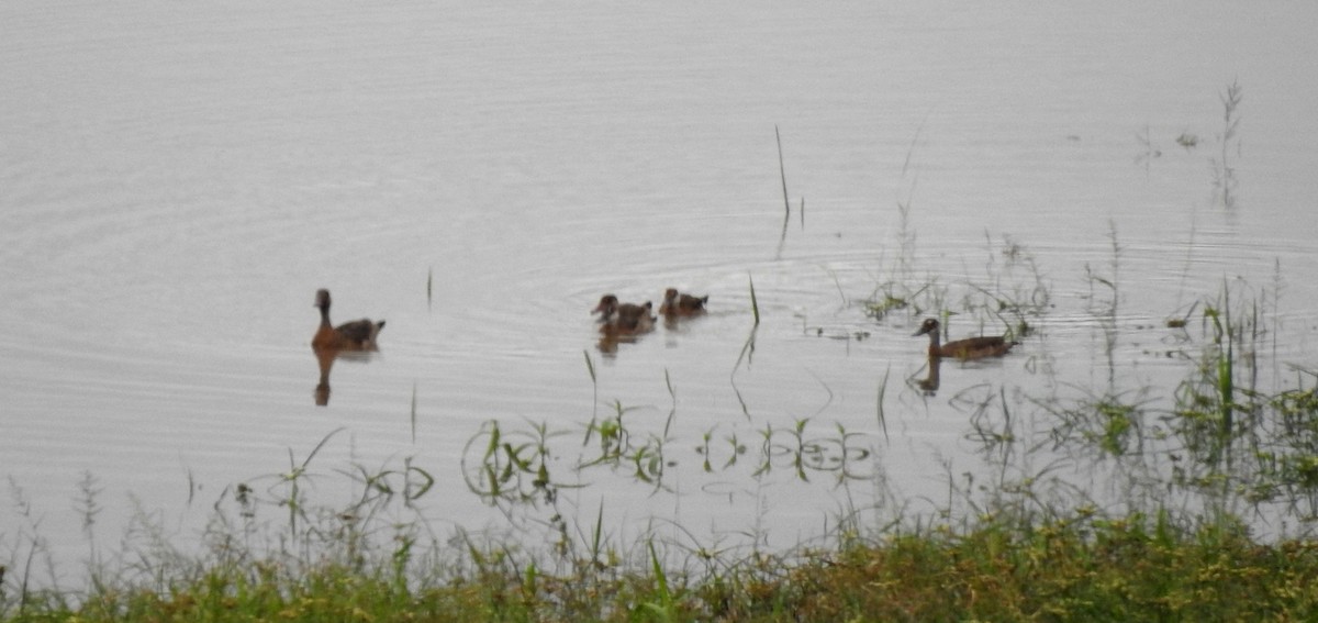 Amazonasente - ML646804972