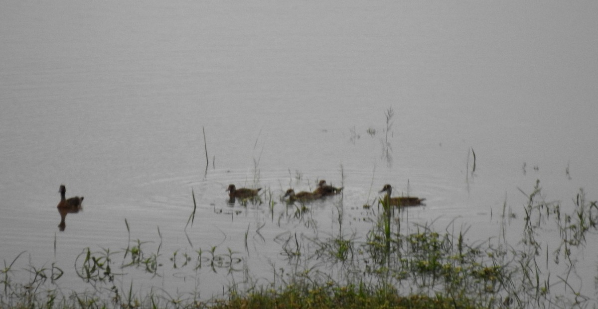 Amazonasente - ML646804973