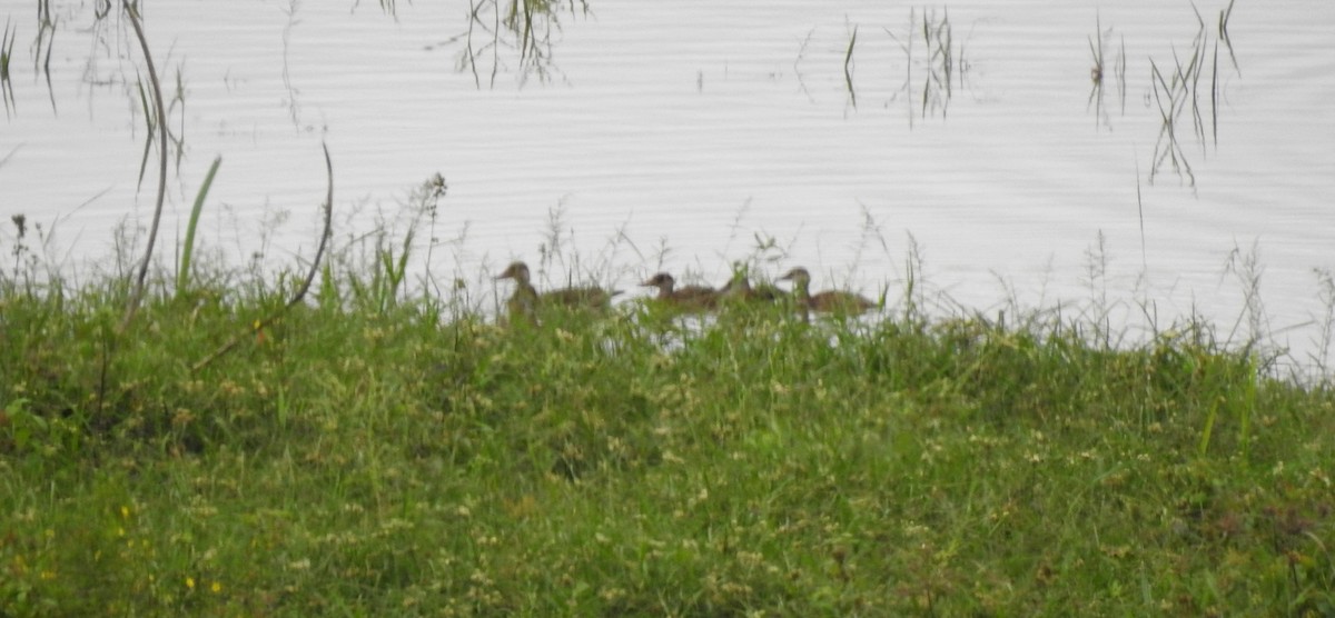 Amazonasente - ML646804974