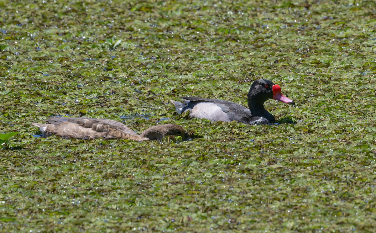 Rosy-billed Pochard - ML646804975