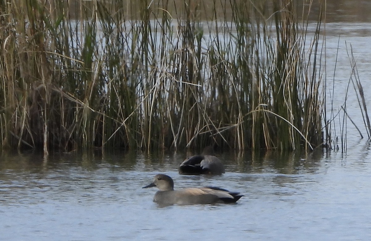 Boz Ördek - ML646804979