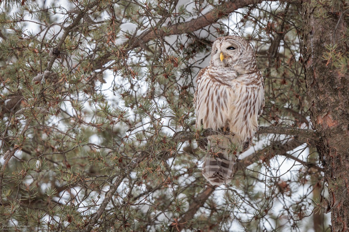 Barred Owl - ML646804983