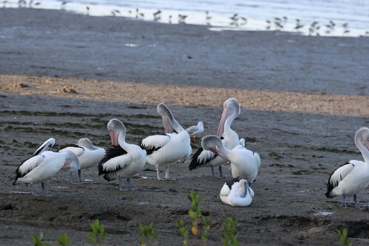 Pelícano Australiano - ML646804984