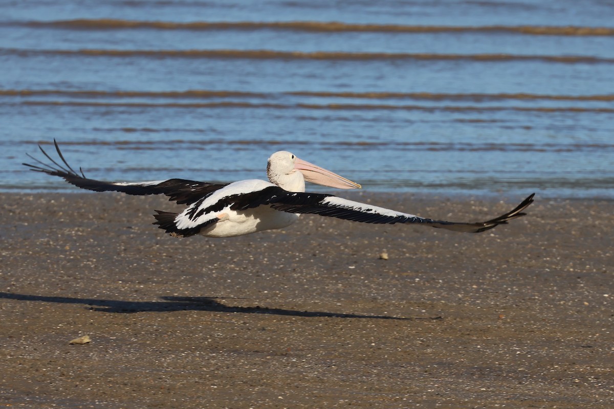 Pelícano Australiano - ML646804985