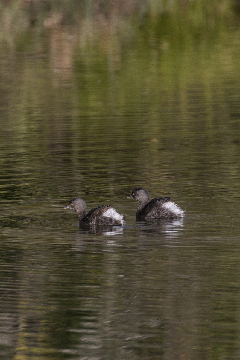 Schwarzkopf-Zwergtaucher - ML646804986
