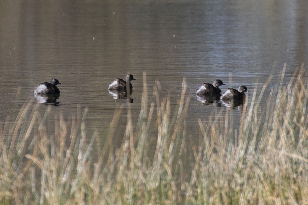 Schwarzkopf-Zwergtaucher - ML646804987