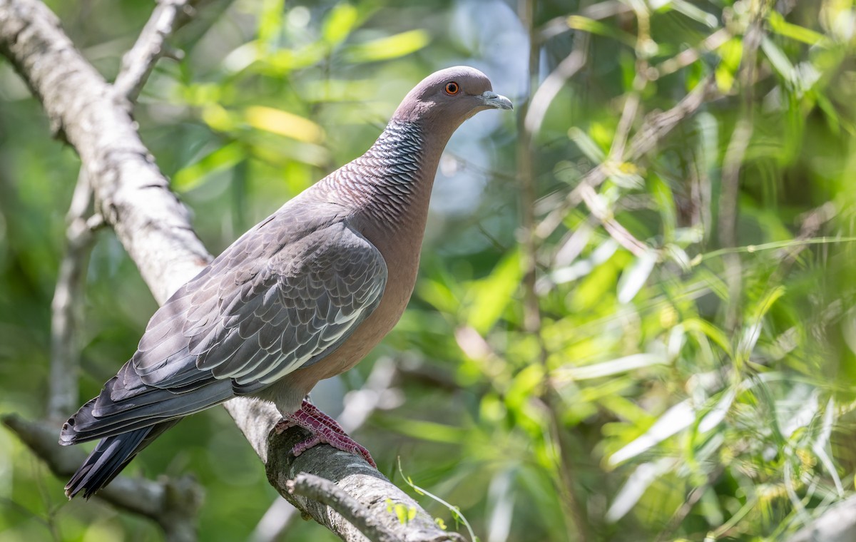 Голуб аргентинський - ML646804988