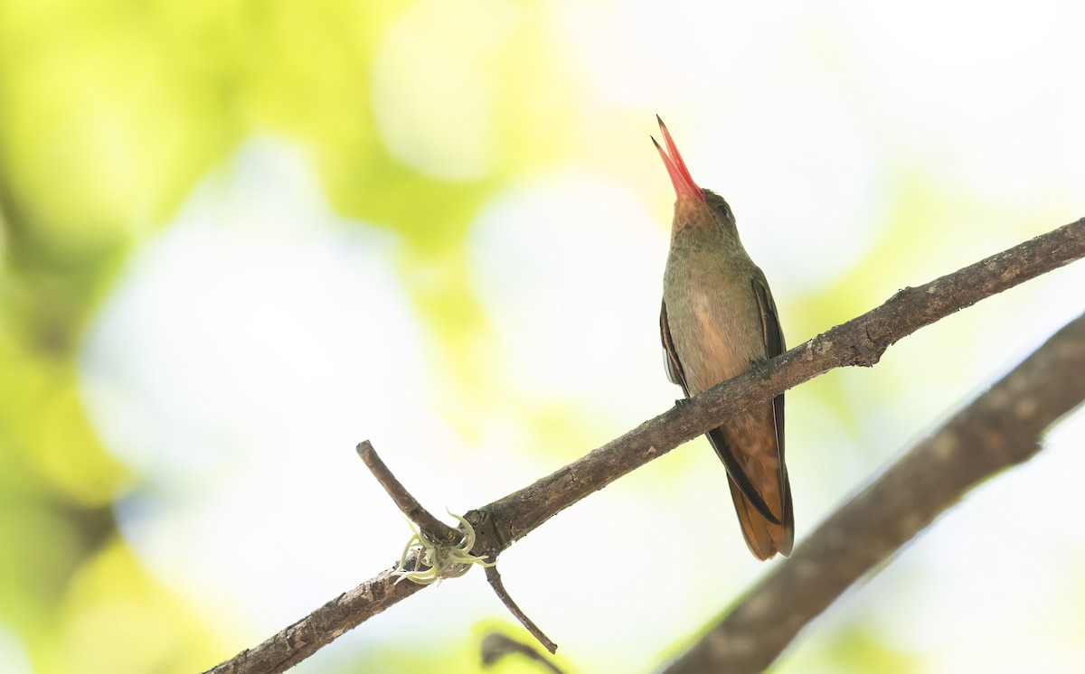 Gilded Hummingbird - ML646804990