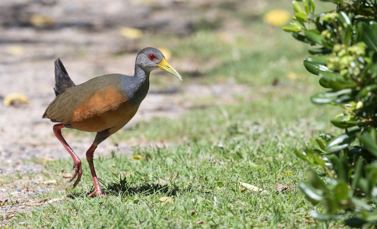 Gray-cowled Wood-Rail - ML646804992