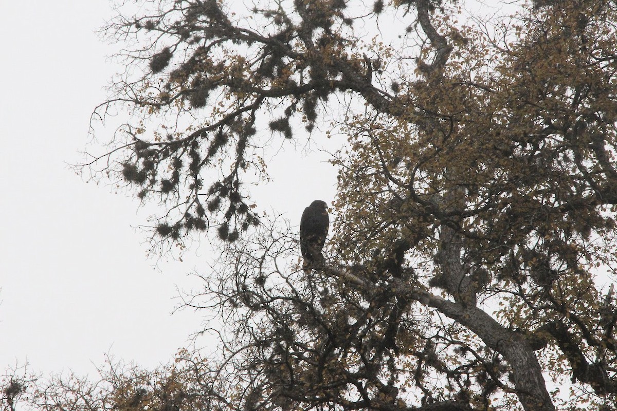 Zone-tailed Hawk - ML646804994