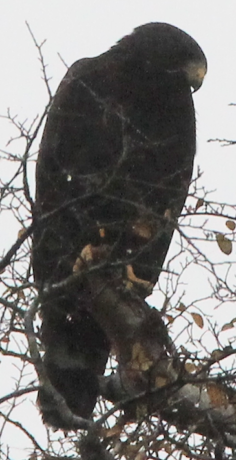 Zone-tailed Hawk - ML646804995