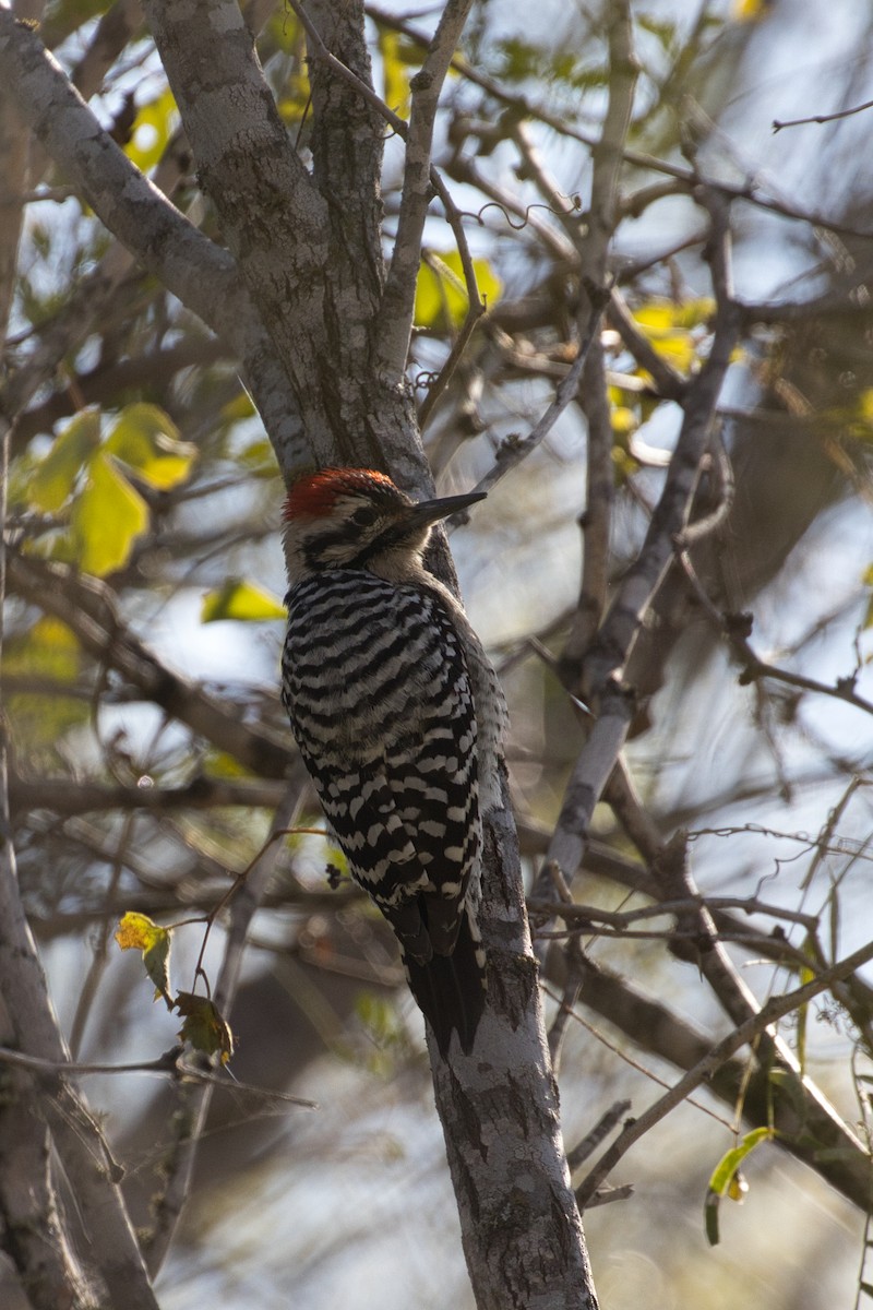 Texasspecht - ML646804996