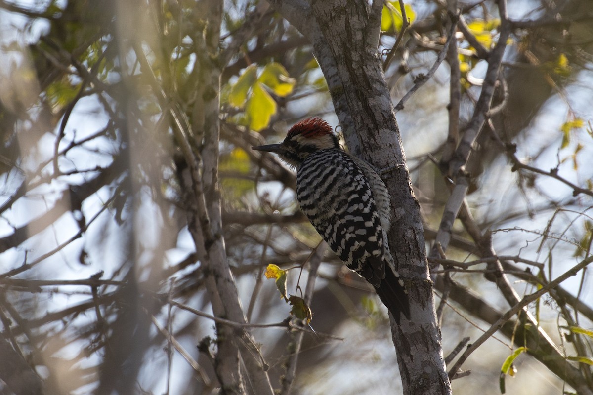 Texasspecht - ML646804997