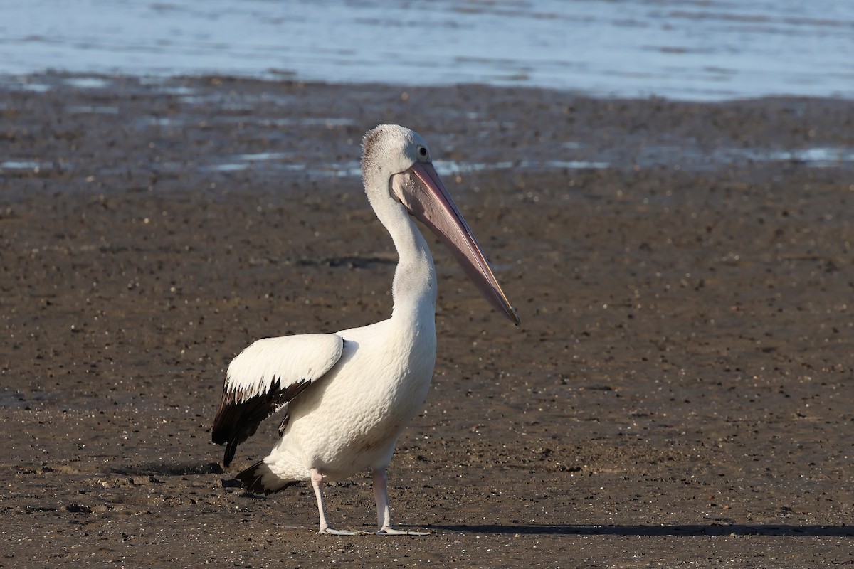 Pelícano Australiano - ML646804998