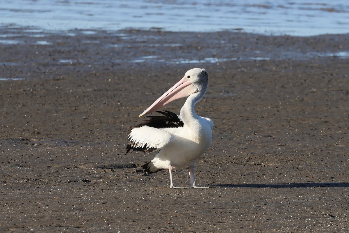 Pelícano Australiano - ML646804999