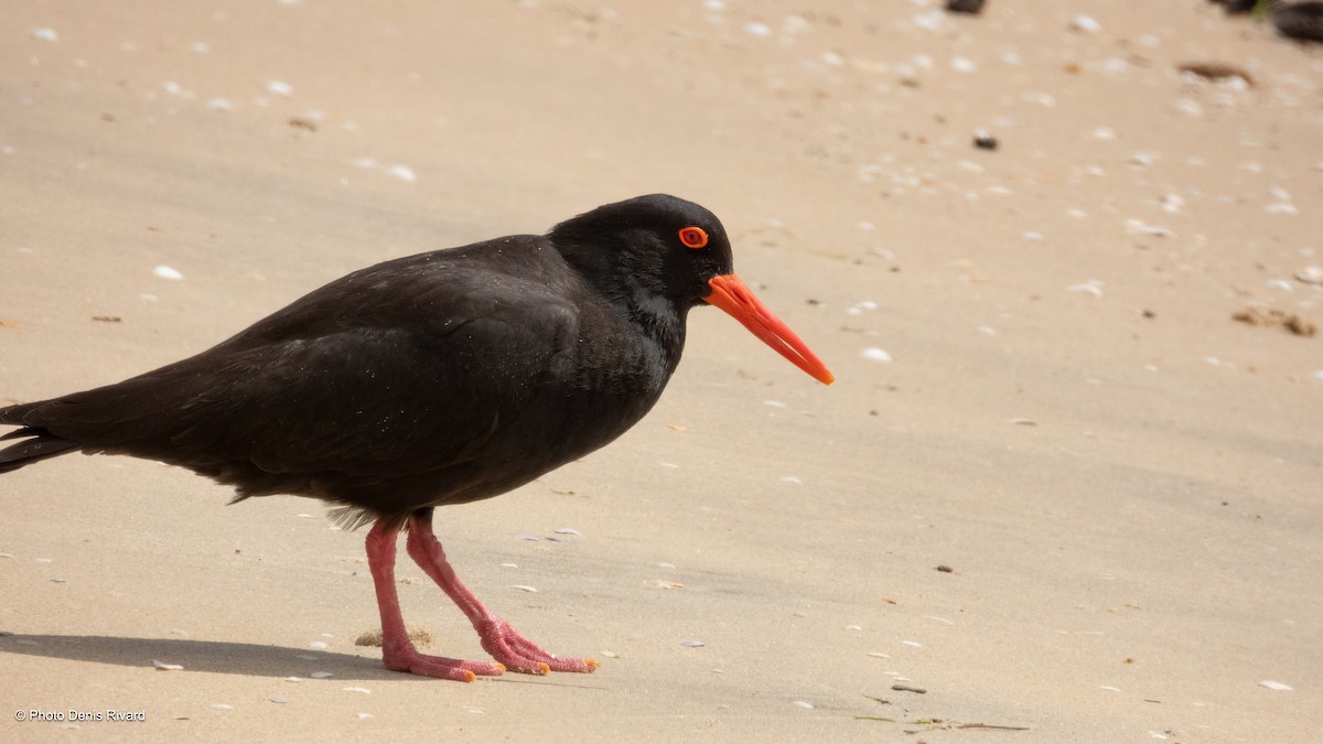 Rußausternfischer - ML646805001