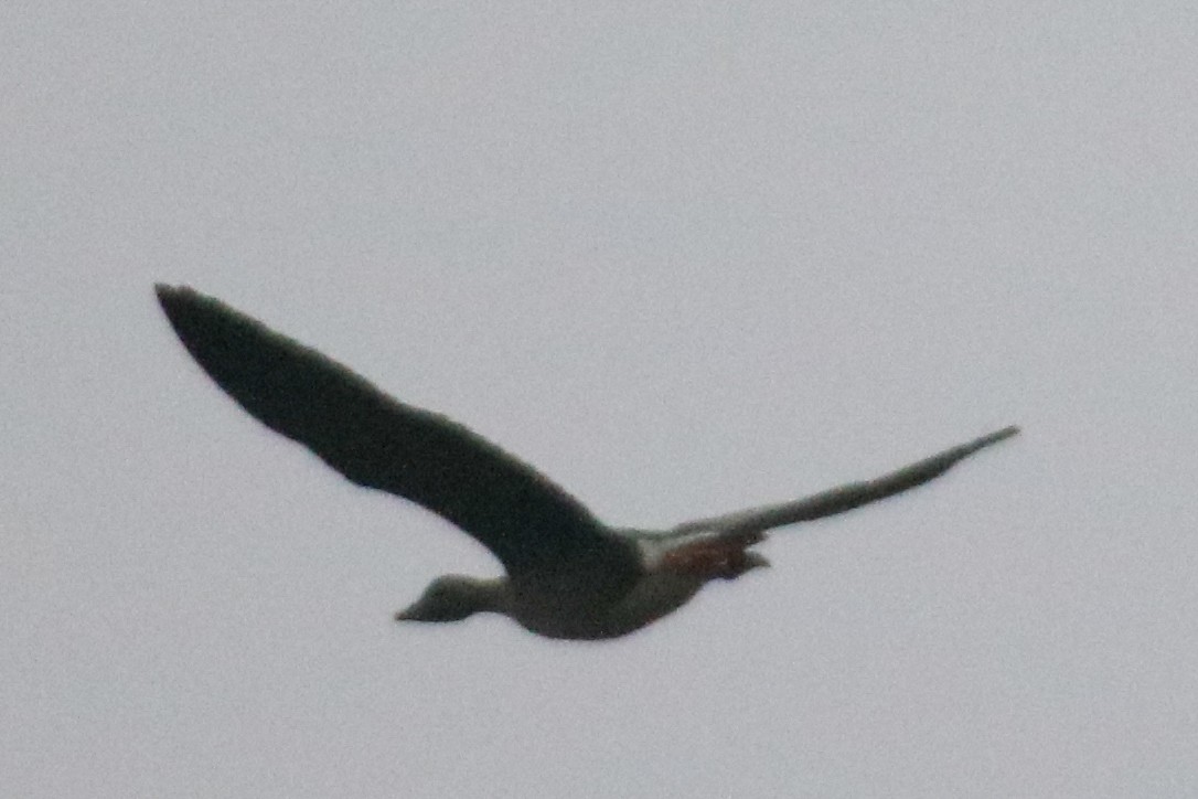 凍原豆雁 - ML646805009