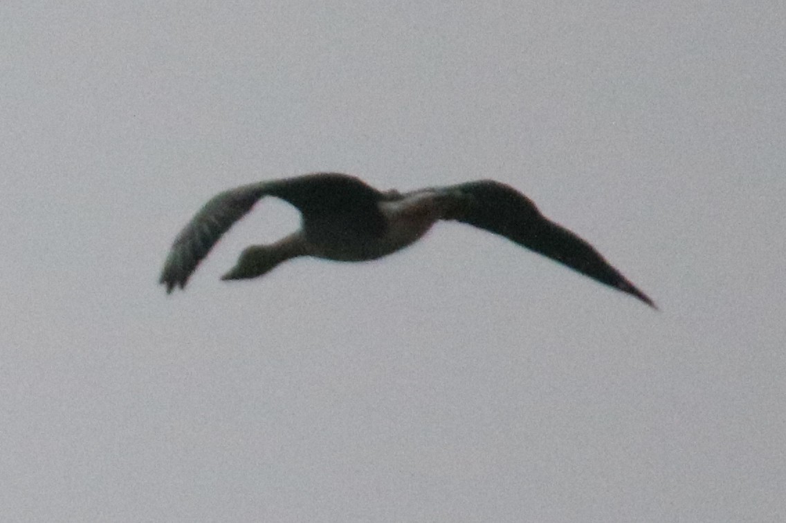 凍原豆雁 - ML646805010