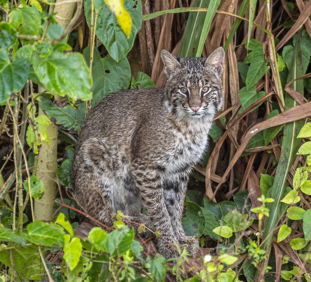 Eastern Bobcat - ML646805011