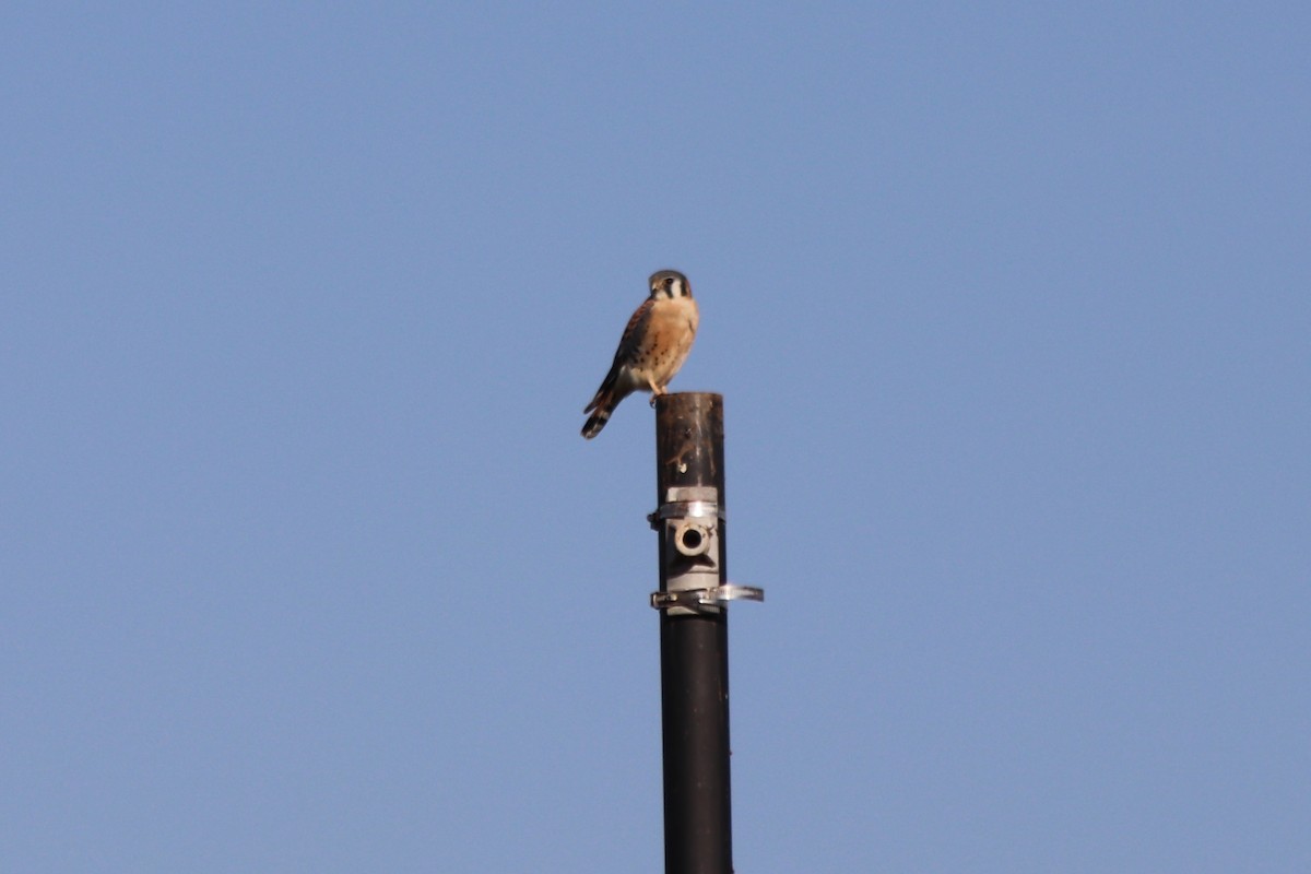 American Kestrel - ML646805012