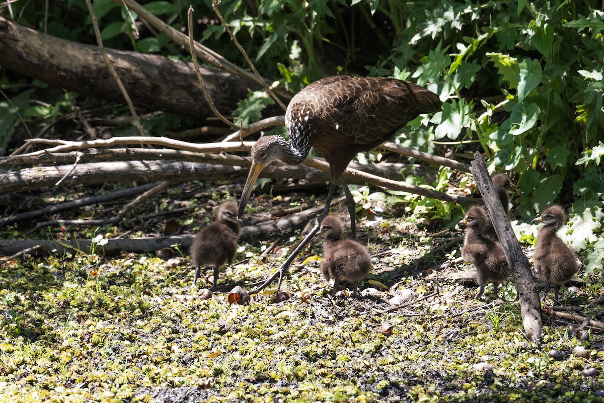 Limpkin - ML646805014