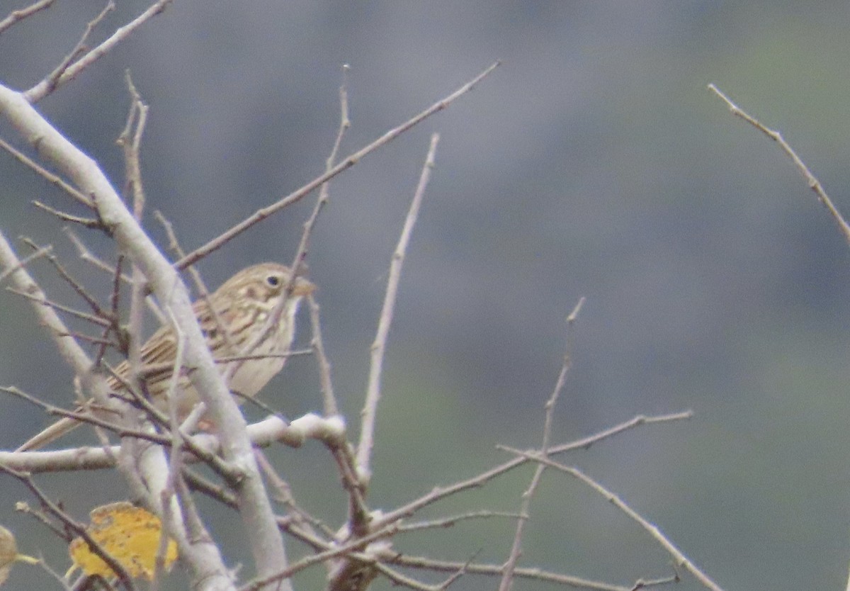 Vesper Sparrow - ML646805015