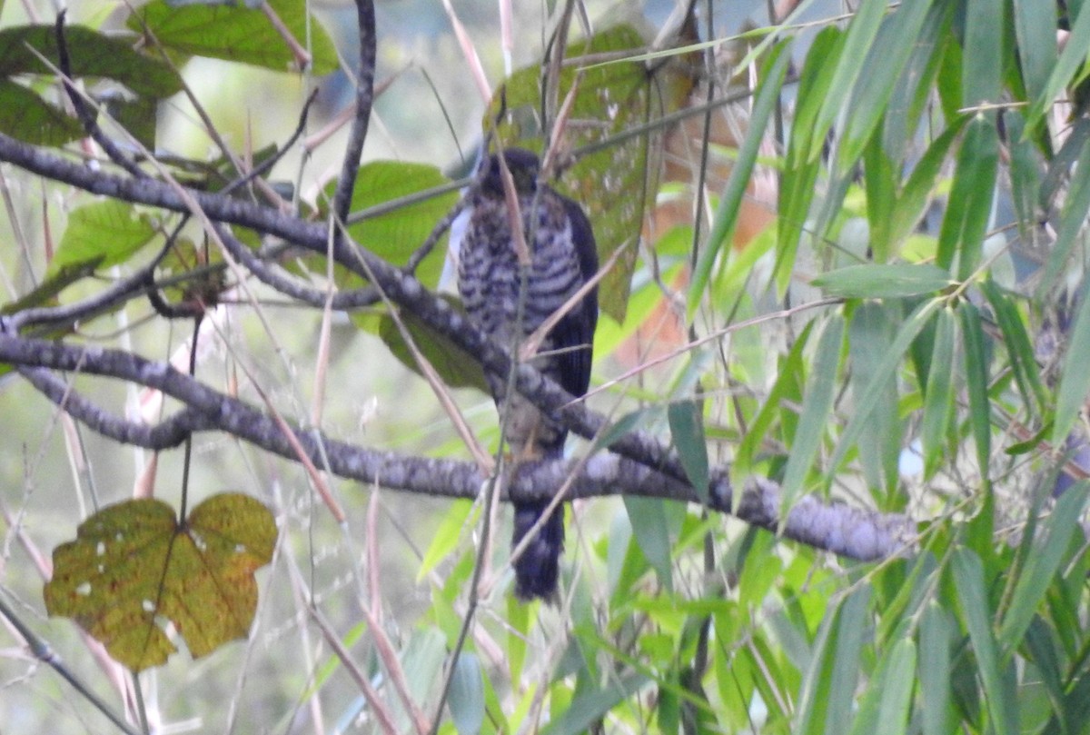 Kappenwaldfalke - ML646805016