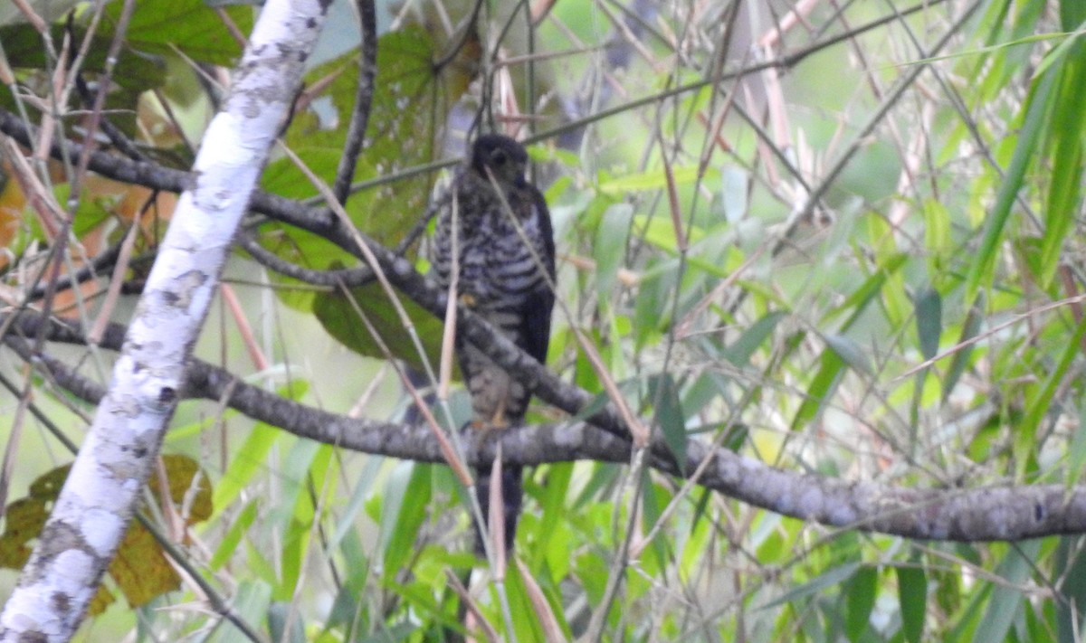 Kappenwaldfalke - ML646805017