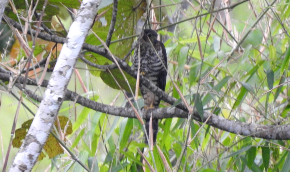 Kappenwaldfalke - ML646805018