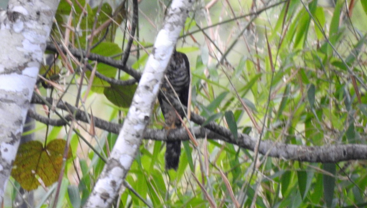 Kappenwaldfalke - ML646805019