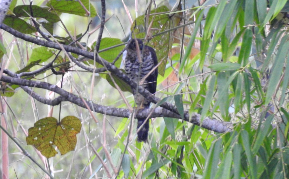 Kappenwaldfalke - ML646805020