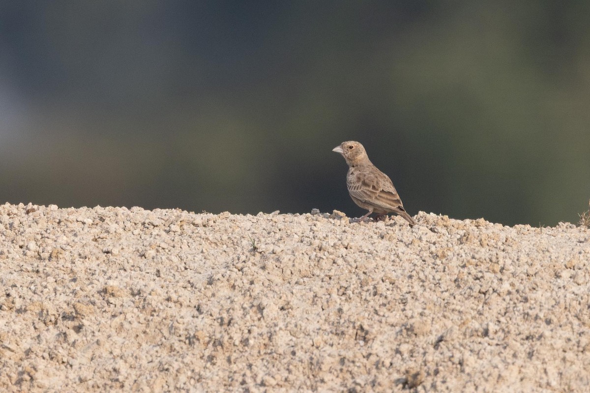 Ashy-crowned Sparrow-Lark - ML646805022