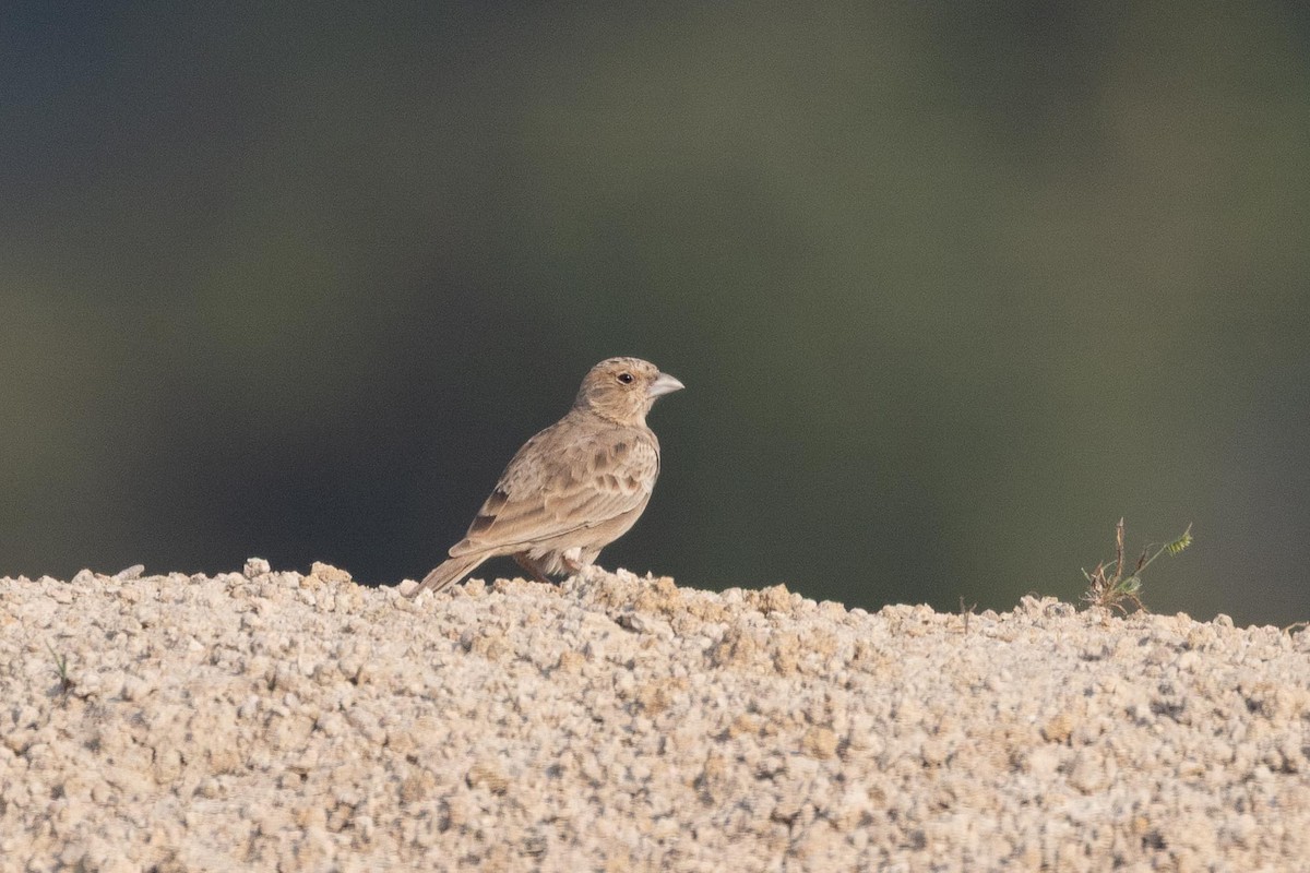 Ashy-crowned Sparrow-Lark - ML646805023