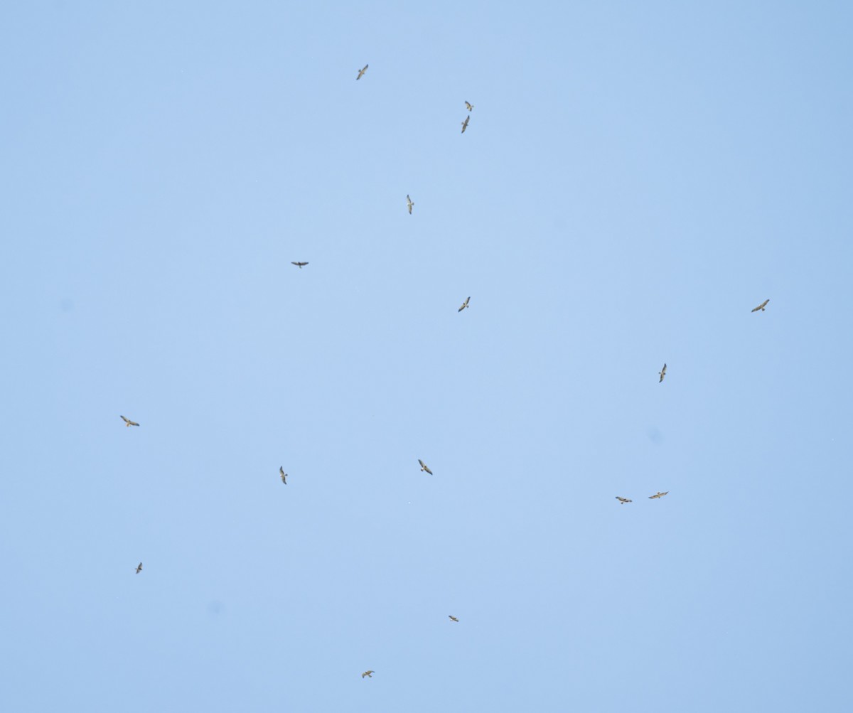 Swainson's Hawk - ML646805024