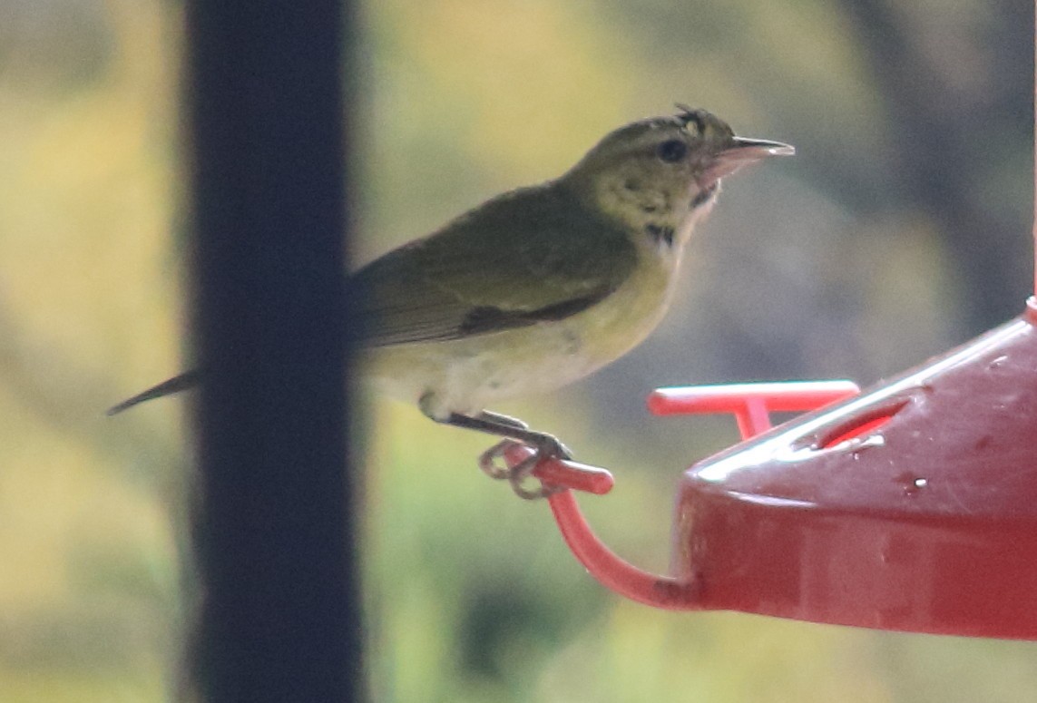 Tennessee Warbler - ML646805025