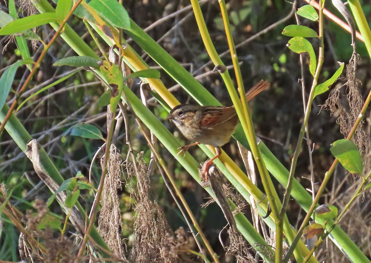 Swamp Sparrow - ML646805027