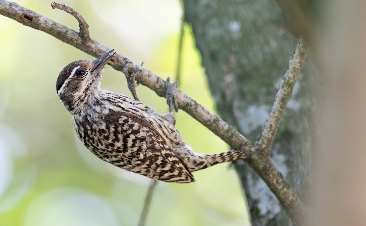 Checkered Woodpecker - ML646805028