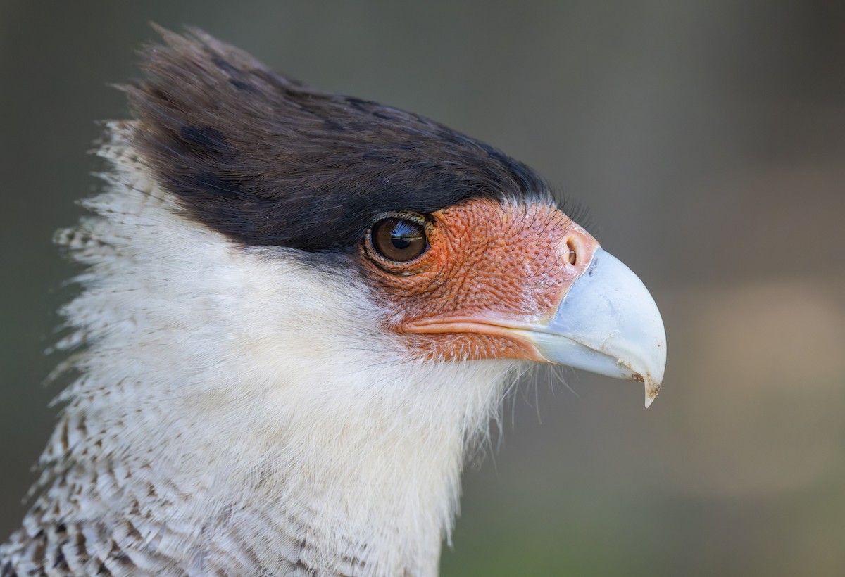 Crested Caracara - ML646805033