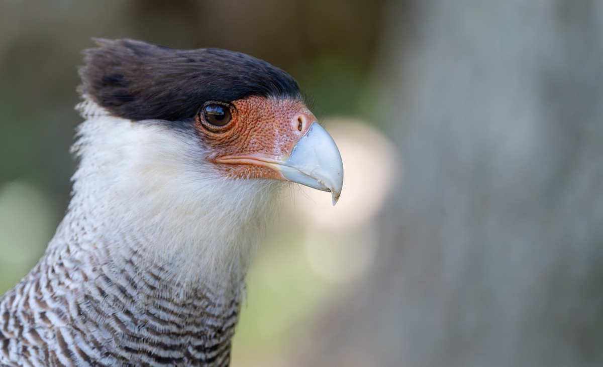 Crested Caracara - ML646805034