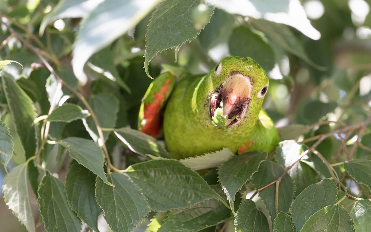 White-eyed Parakeet - ML646805038