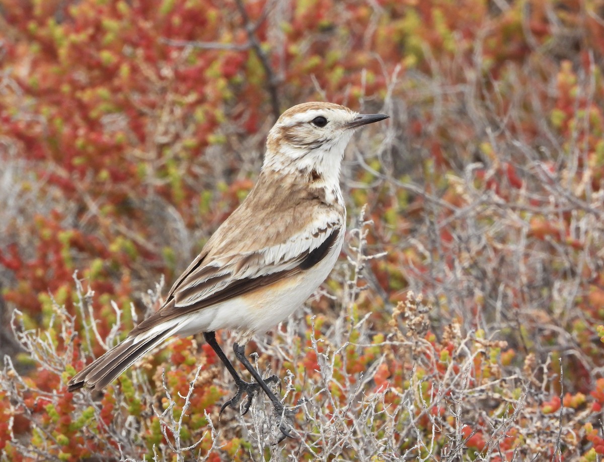 Светлобрюхая монашка - ML646805039