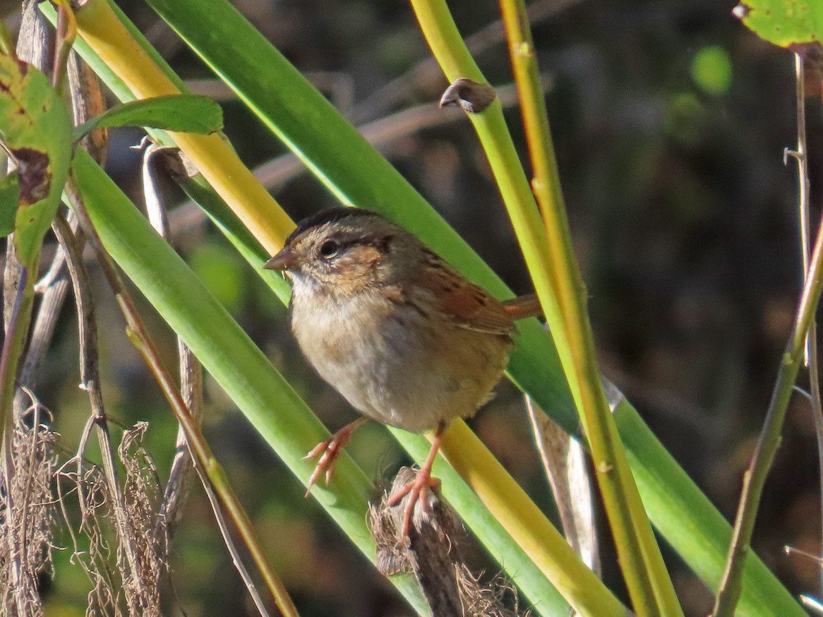 Swamp Sparrow - ML646805040