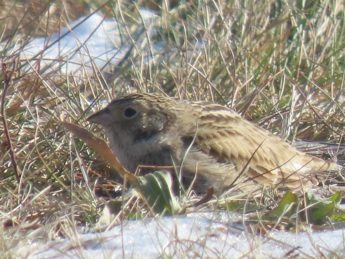 Украшенный подорожник - ML646805042