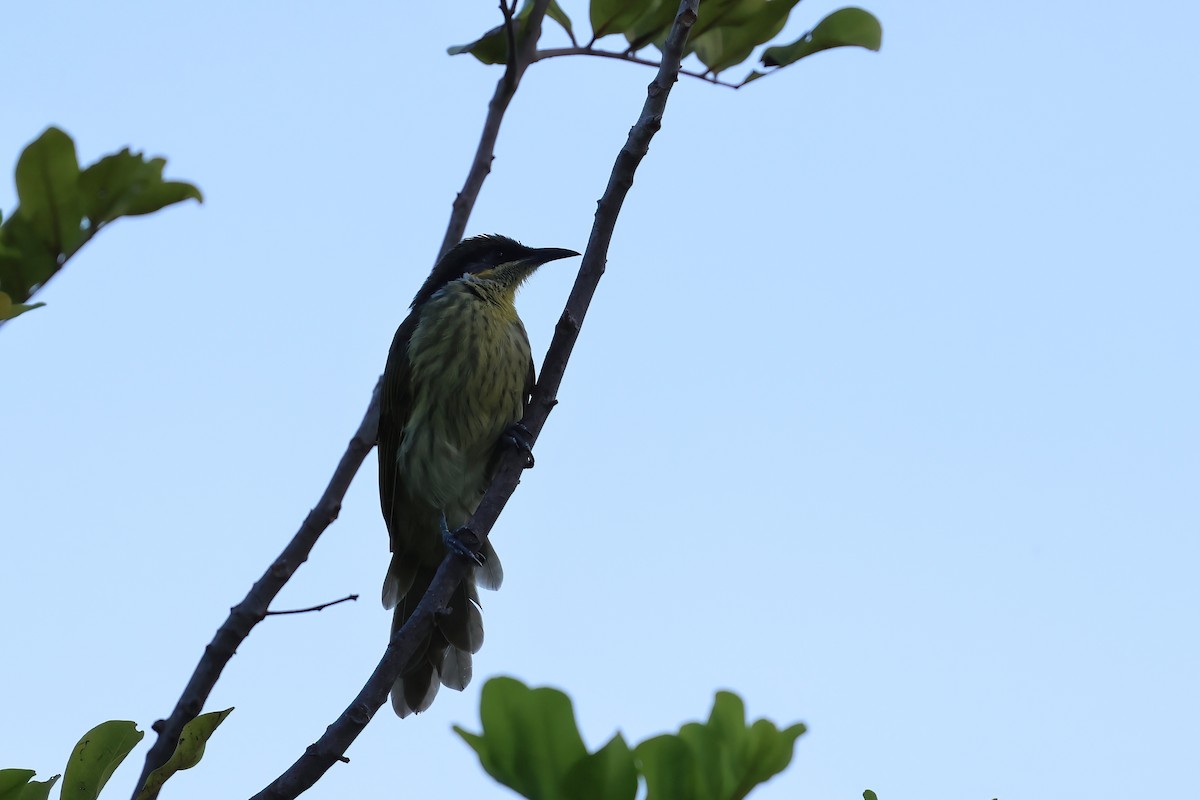 Mielero Versicolor - ML646805043