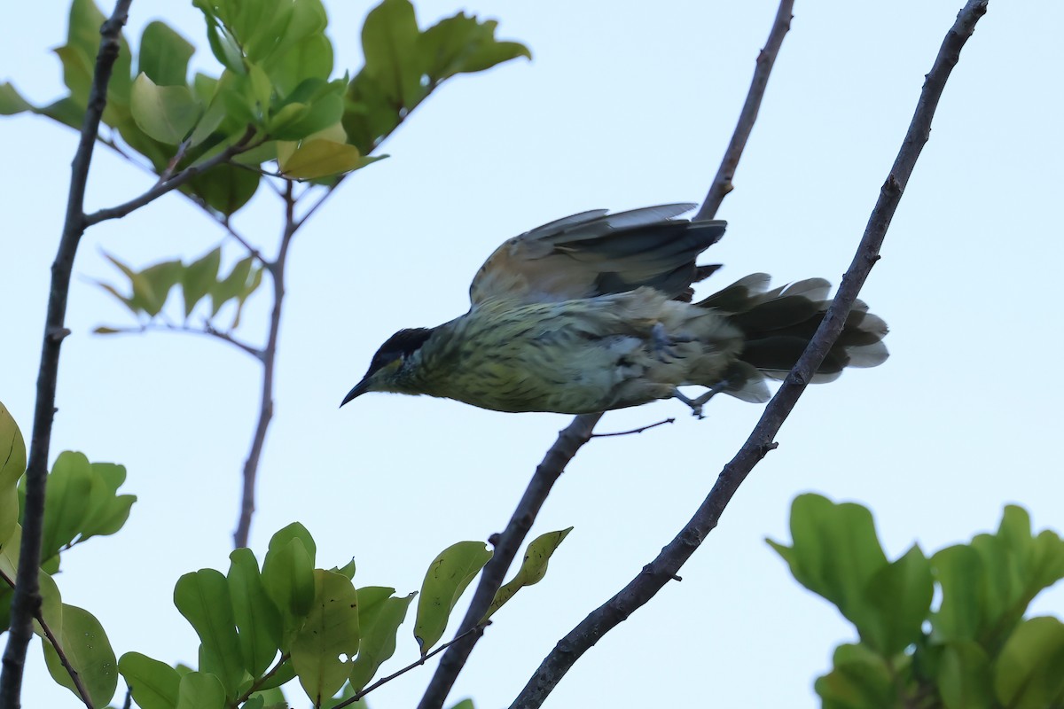 Mielero Versicolor - ML646805044