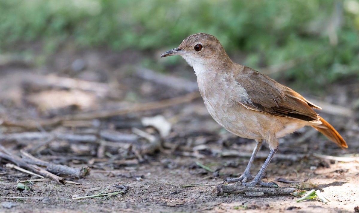 Rufous Hornero - ML646805045