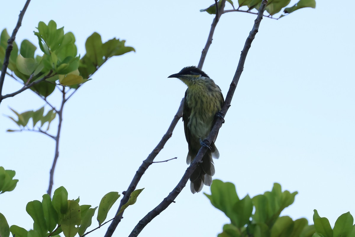 Mielero Versicolor - ML646805046