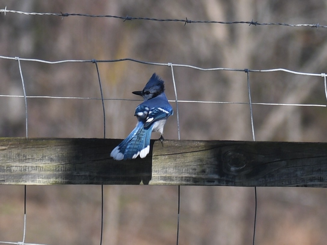 Blue Jay - ML646805048
