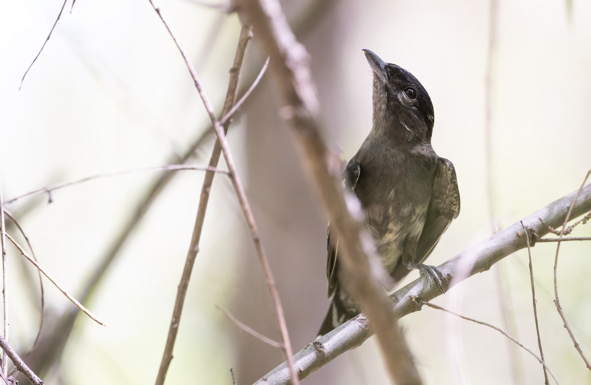 White-winged Becard - ML646805050
